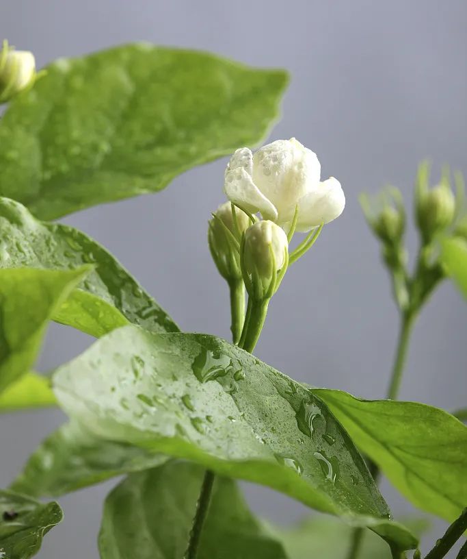 茉莉原液 | 鮮花植萃養(yǎng)顏護膚能量